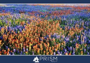 Prism Realty - Where To Admire Spring in Full Bloom in Central Texas - Austin Bluebonnets - Austin Wildflowers - Things to do in Austin Spring 2021 - spring flowers in Central Texas