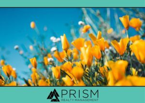 Time to Spring into Action-Brett McAnally Prism Realty HOA Management-Spring Maintenance-Community Management-HOA Management